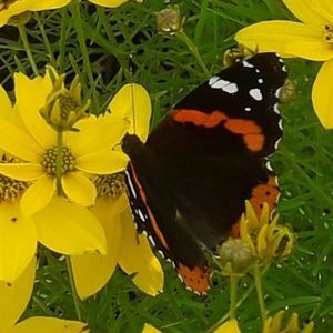 Meet your Posher, Cathy